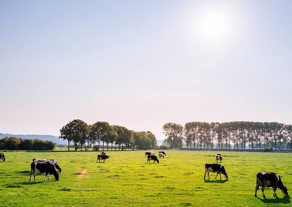 A case for Grass Fed Beef